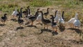 Flock of domestic geese grazes on a meadow on a sunny day Royalty Free Stock Photo