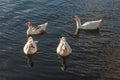 Flock of domestic geese on river Royalty Free Stock Photo