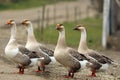 Flock of domestic geese on rural road Royalty Free Stock Photo