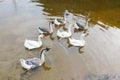 Flock of domestic geese swimming in lake Royalty Free Stock Photo