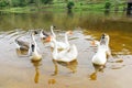 Flock of domestic geese swimming in lake Royalty Free Stock Photo