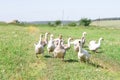 A flock of domestic geese walking in a meadow on a farmhouse. Domestic birds geese in the village Royalty Free Stock Photo