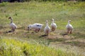 Flock of domestic geese walks along the rural path in a sunny summer day.