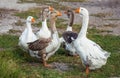 Flock of domestic geese walks and grazes in the corral for the animals and birds Farm. aviculture.