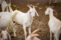The flock of domestic goats risen for its milk