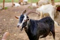 The flock of domestic goats risen for its milk