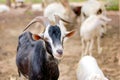 The flock of domestic goats risen for its milk