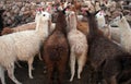 Flock of domestic llamas