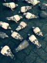 Pigeons feeding on the ground feeding over on top of city paving stones. Royalty Free Stock Photo