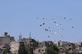 Racing pigeons flying over building roof tops of Amman Jordan