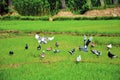 A flock of domestic pigeons searing for food in the green rice plants fields. A group of home pigeons or wild doves eating Royalty Free Stock Photo