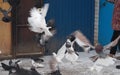 A flock of domestic pigeons on a winter day in the snow feed in the yard. Flying pigeons in the foreground.A hobby of lovers of