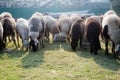 Flock of Domestic Sheep, Ewe, Lamb, Ram Ovis aries species genus grazing in a sheep farm in Summer Sunset. Typically livestock Royalty Free Stock Photo