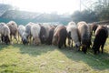 Flock of Domestic Sheep, Ewe, Lamb, Ram Ovis aries species genus grazing in a sheep farm in Summer Sunset. Typically livestock Royalty Free Stock Photo