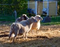 Flock of Domestic sheep Royalty Free Stock Photo