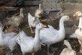 Flock of domestic white geese