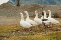 Flock of domestic white geese grazing in the meadow