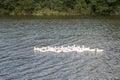 A flock of domestic white geese swims on the lake in the evening light on the background of the opposite shore Royalty Free Stock Photo