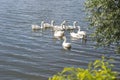 A flock of domestic white geese swims on the lake on a Sunny day. Background Royalty Free Stock Photo