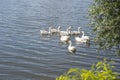 A flock of domestic white geese swims on the lake on a Sunny day. Background Royalty Free Stock Photo