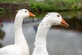 White domestic geese walk against the backdrop of the pond. Goose farm. Domestic goose Royalty Free Stock Photo