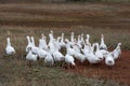 A flock of domestic or wild white geese on the autumn grass in the yard. Domestic bird. Bird breeding