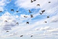 a flock of doves against a blue sky with white clouds