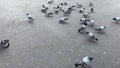 A flock of doves on the road Royalty Free Stock Photo