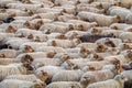 Flock of Drenthe Heath Sheep