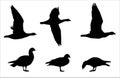 Red-breasted Goose silhouettes vector set