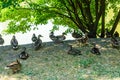 Flock of the ducks on bank of pond