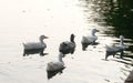 Flock of Ducks bird water seabird geese swans or Anatidae collectively called waterfowl Wading shorebirds family swimming Royalty Free Stock Photo