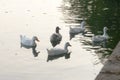 Flock of Ducks bird water seabird geese swans or Anatidae collectively called waterfowl Wading shorebirds family swimming Royalty Free Stock Photo