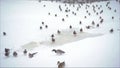 A flock of ducks come out of the pond to the shore Royalty Free Stock Photo