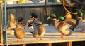 Flock of ducks on dock in late evening