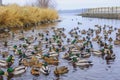 Flock of ducks and drakes going to wintering in river mouth Royalty Free Stock Photo