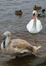 A flock of ducks and a family of swans on the river bank Royalty Free Stock Photo