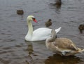 A flock of ducks and a family of swans on the river bank Royalty Free Stock Photo