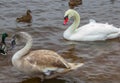 A flock of ducks and a family of swans on the river bank Royalty Free Stock Photo
