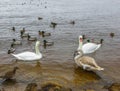 A flock of ducks and a family of swans on the river bank Royalty Free Stock Photo