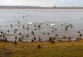 A flock of ducks and a family of swans on the river bank