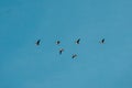 Flock Of Ducks Flies In V-formation Flying In Sunny Blue Autumn