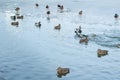 Flock of ducks floating on ice frozen garden pond