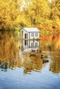 Flock of ducks floating next duck house on pond. Wildlife in fall season in park Royalty Free Stock Photo