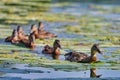 Flock of ducks floating in a tranquil lake