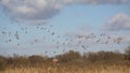 Flock of ducks flying above the marsh