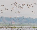 Flock of ducks flying above wet land Royalty Free Stock Photo