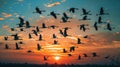 a flock of ducks flying against sunset background to migrate home, world migratory bird day, banner Royalty Free Stock Photo