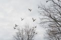 A flock of ducks flying away rioted at the hunters shots on a cold grey Winter day in Minessotta, USA