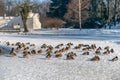 Ducks are sitting on a frozen lake